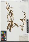 Foto von Salix alba L. x Salix fragilis L.